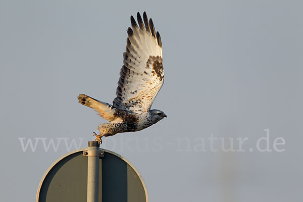 Rauhfußbussard (Buteo lagopus)