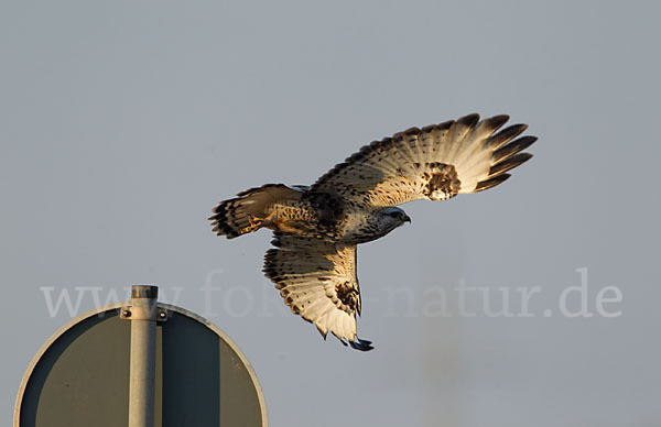 Rauhfußbussard (Buteo lagopus)