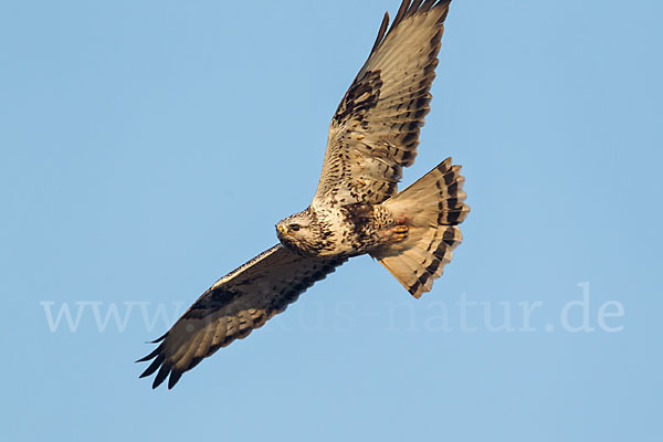 Rauhfußbussard (Buteo lagopus)