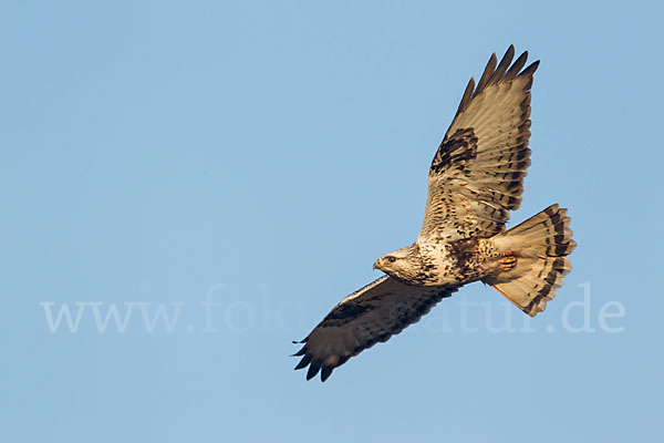 Rauhfußbussard (Buteo lagopus)