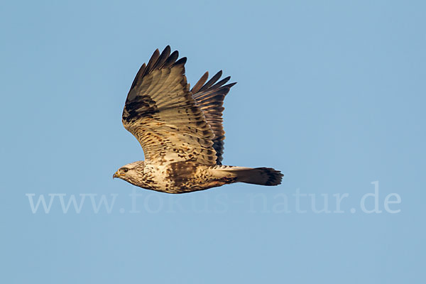 Rauhfußbussard (Buteo lagopus)