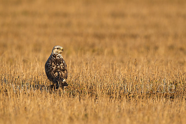 Rauhfußbussard (Buteo lagopus)