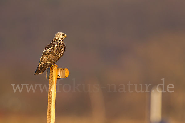 Rauhfußbussard (Buteo lagopus)