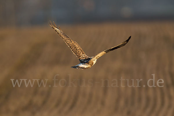 Rauhfußbussard (Buteo lagopus)