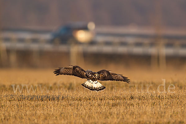 Rauhfußbussard (Buteo lagopus)