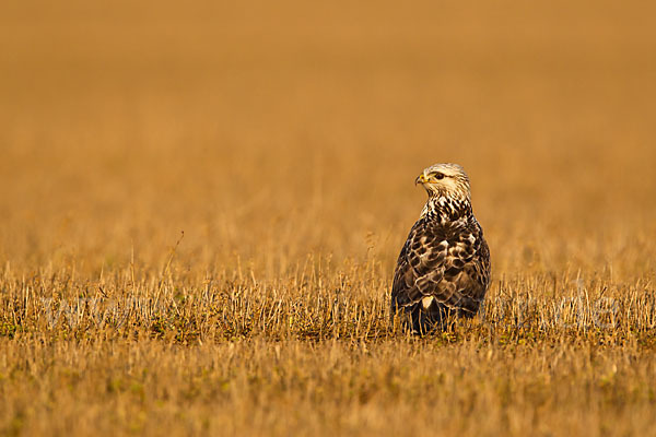 Rauhfußbussard (Buteo lagopus)