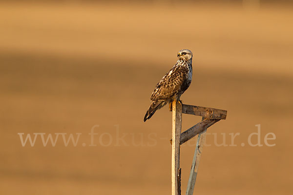 Rauhfußbussard (Buteo lagopus)