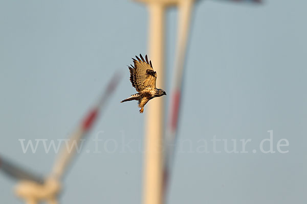 Rauhfußbussard (Buteo lagopus)