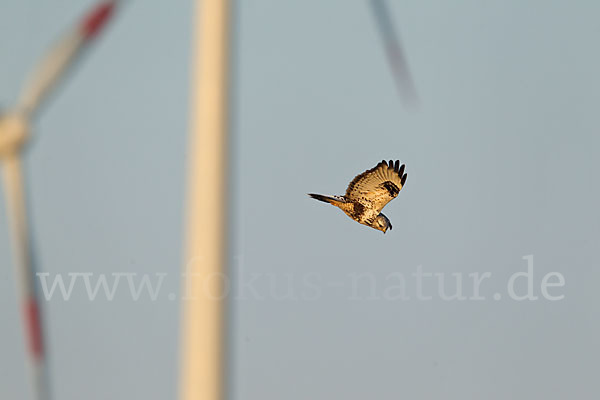 Rauhfußbussard (Buteo lagopus)