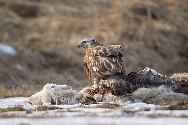 Rauhfußbussard (Buteo lagopus)