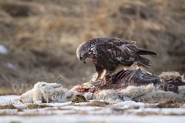 Rauhfußbussard (Buteo lagopus)