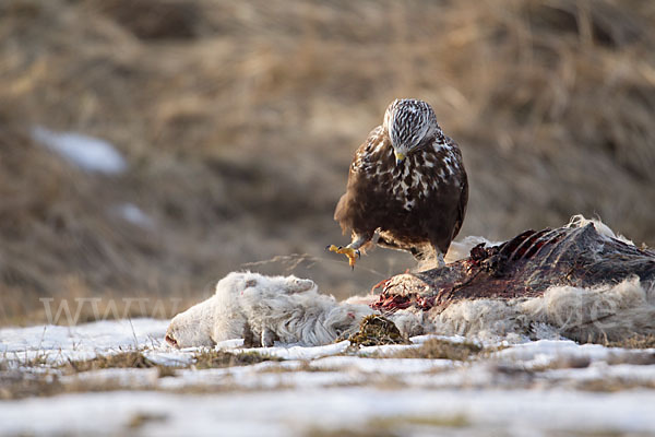 Rauhfußbussard (Buteo lagopus)