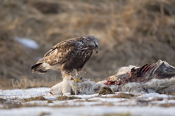 Rauhfußbussard (Buteo lagopus)