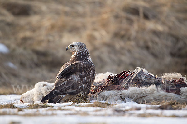 Rauhfußbussard (Buteo lagopus)