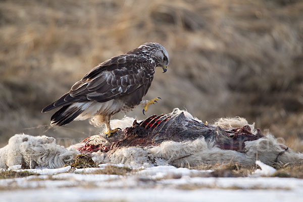 Rauhfußbussard (Buteo lagopus)