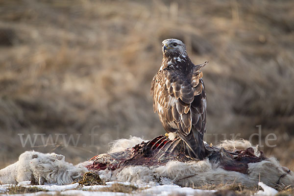 Rauhfußbussard (Buteo lagopus)