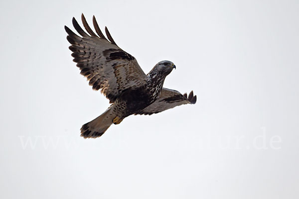 Rauhfußbussard (Buteo lagopus)