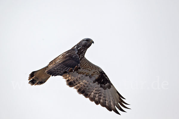 Rauhfußbussard (Buteo lagopus)