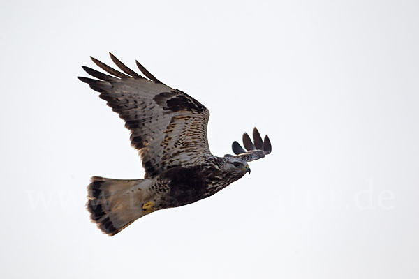 Rauhfußbussard (Buteo lagopus)