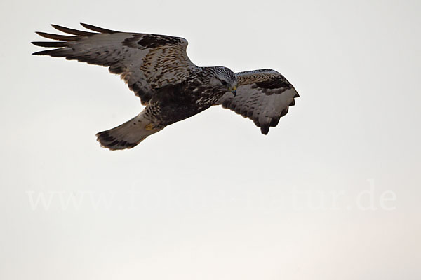 Rauhfußbussard (Buteo lagopus)