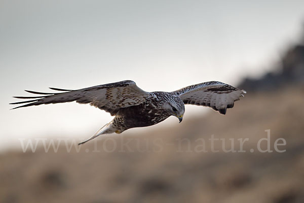 Rauhfußbussard (Buteo lagopus)