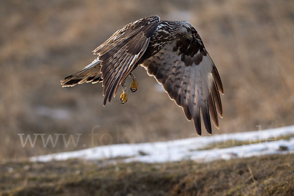 Rauhfußbussard (Buteo lagopus)