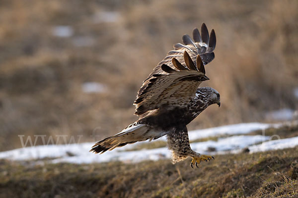 Rauhfußbussard (Buteo lagopus)