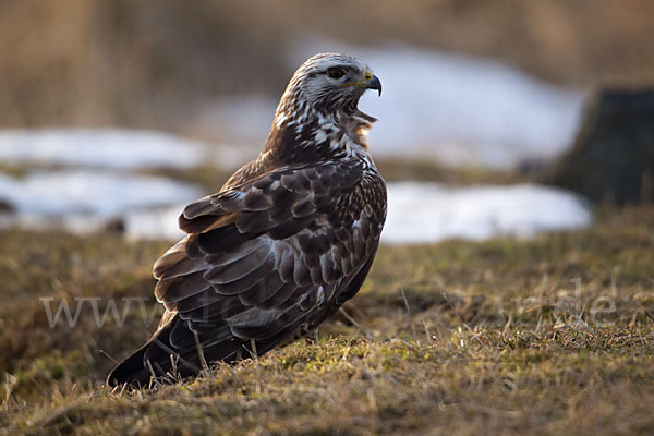 Rauhfußbussard (Buteo lagopus)