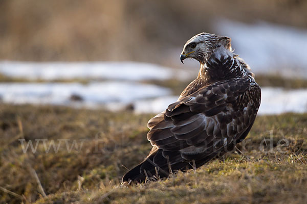 Rauhfußbussard (Buteo lagopus)