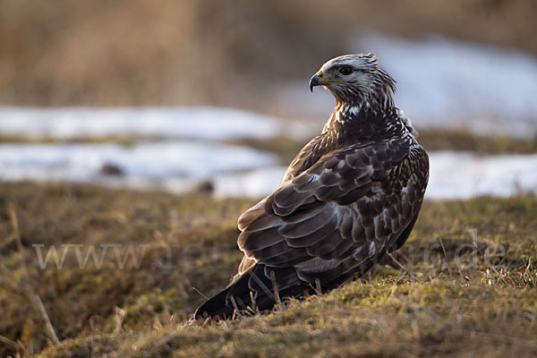 Rauhfußbussard (Buteo lagopus)