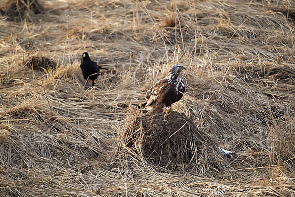 Rauhfußbussard (Buteo lagopus)