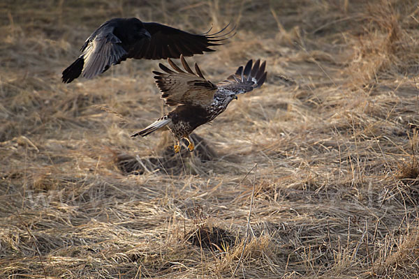 Rauhfußbussard (Buteo lagopus)