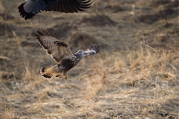 Rauhfußbussard (Buteo lagopus)