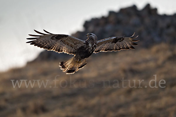 Rauhfußbussard (Buteo lagopus)