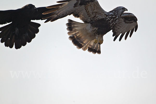 Rauhfußbussard (Buteo lagopus)