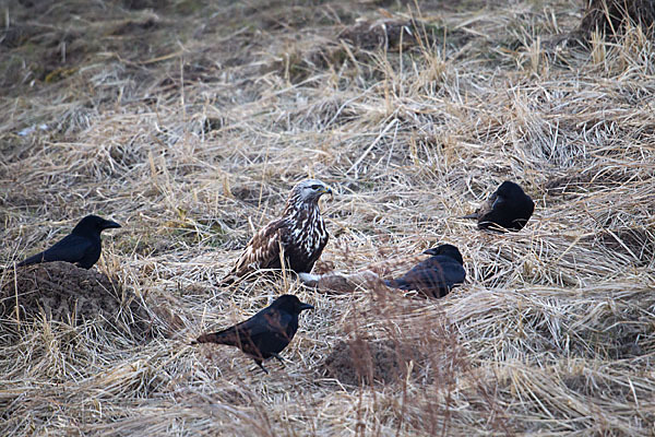 Rauhfußbussard (Buteo lagopus)