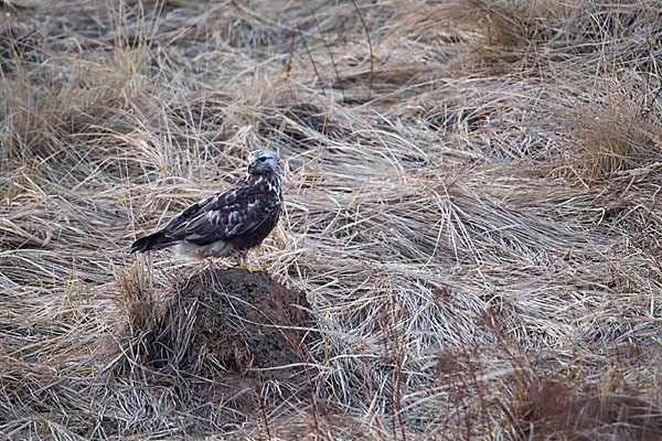 Rauhfußbussard (Buteo lagopus)