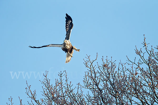 Rauhfußbussard (Buteo lagopus)