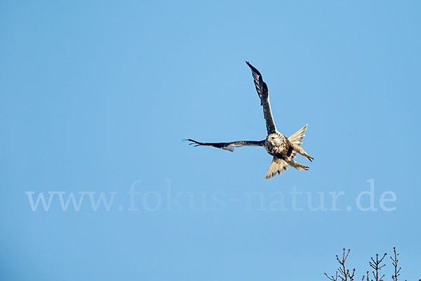Rauhfußbussard (Buteo lagopus)
