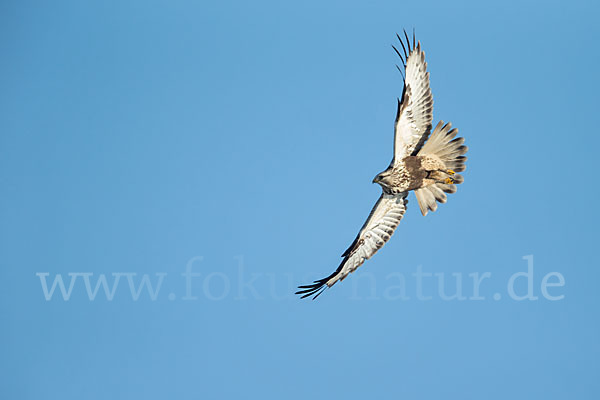 Rauhfußbussard (Buteo lagopus)