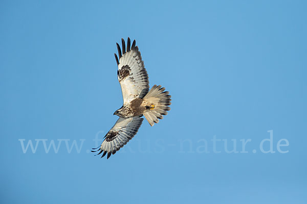 Rauhfußbussard (Buteo lagopus)