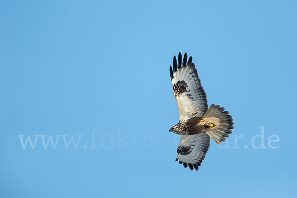 Rauhfußbussard (Buteo lagopus)