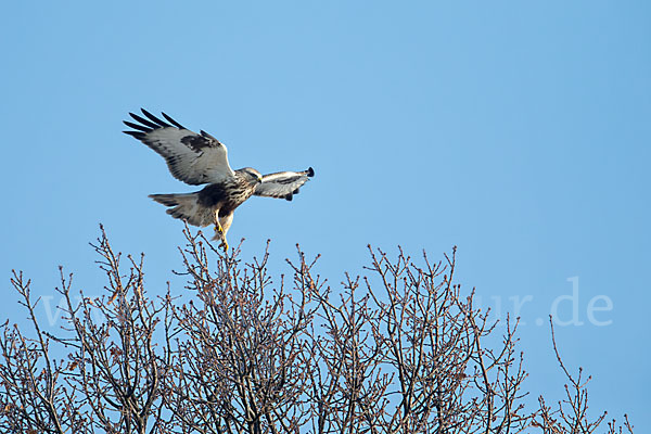 Rauhfußbussard (Buteo lagopus)