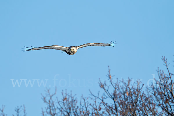 Rauhfußbussard (Buteo lagopus)