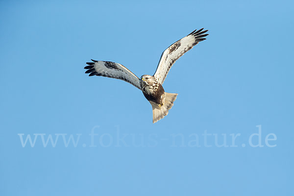 Rauhfußbussard (Buteo lagopus)