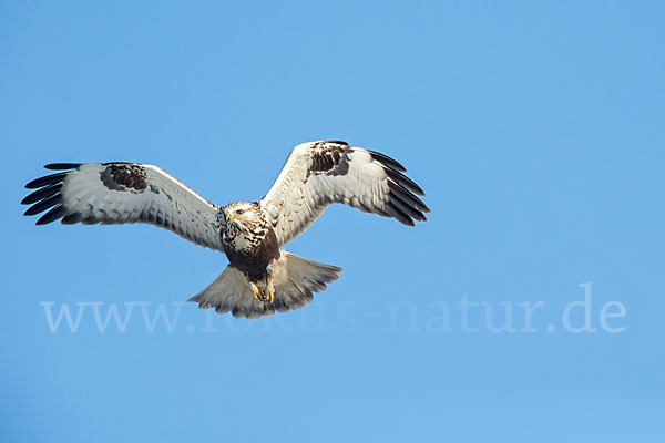 Rauhfußbussard (Buteo lagopus)