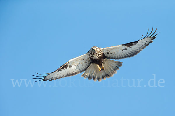 Rauhfußbussard (Buteo lagopus)