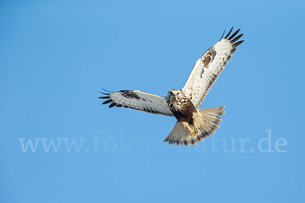 Rauhfußbussard (Buteo lagopus)