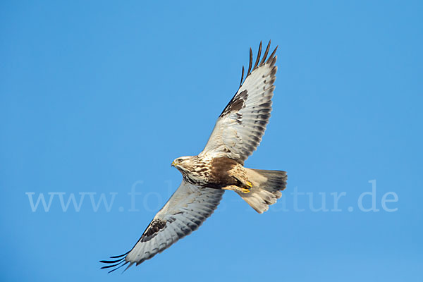 Rauhfußbussard (Buteo lagopus)