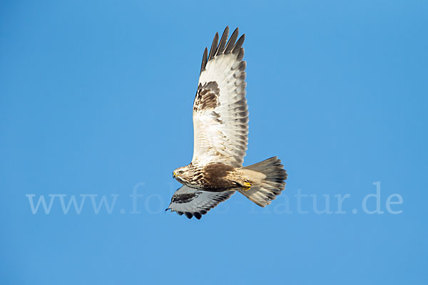 Rauhfußbussard (Buteo lagopus)